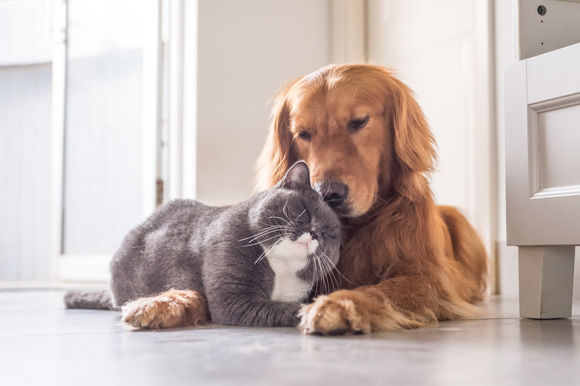 5 Benefits of Allowing Pets in a Rental Property