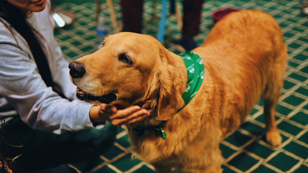 Is There an Emotional Support Animal Law in Salt Lake City?