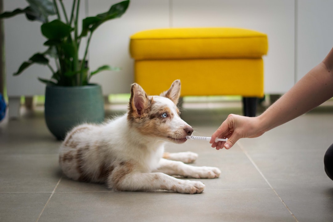 Tenants With Pets: Should You Allow Pets in a Rental Property?